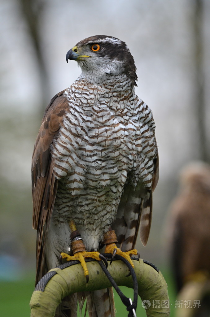 被捕食的鸟神苍鹰