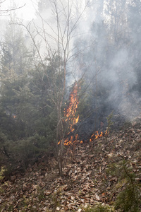森林大火 catastrofe