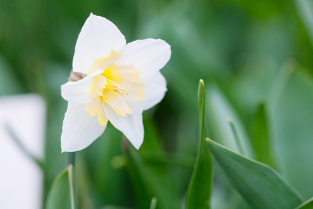 可爱的田野，有明亮的黄色和白色水仙花水仙花