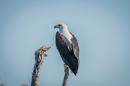 非洲鱼鹰在克鲁格国家公园的树枝上