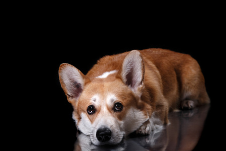 狗的品种威尔士柯基犬图片彭布罗克