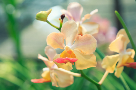 彩色滤光片花园里的多彩兰花图片