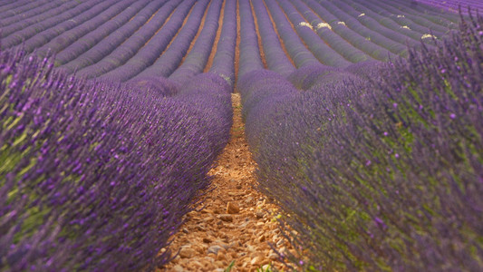 普罗旺斯，一朵朵紫色的薰衣草花田，在 Valensole 法国