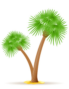 棕榈树矢量图