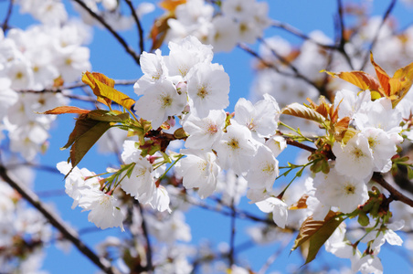 白樱花