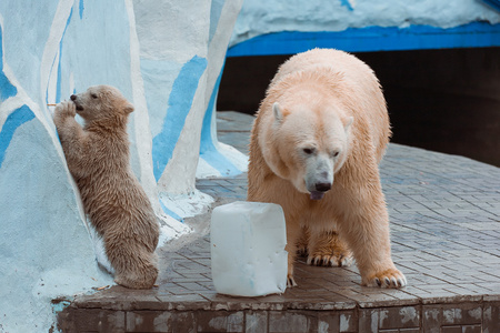 在新西伯利亚动物园北极熊