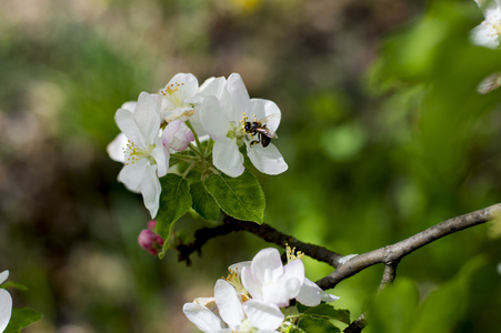 开花的苹果树枝条, 蜜蜂收集花蜜