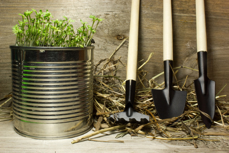 锅里的绿色的植物和花园工具木背景