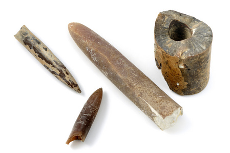 Belemnite 化石上孤立背景