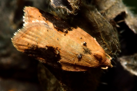 草莓卷蛾 Acleris comariana 微蛾