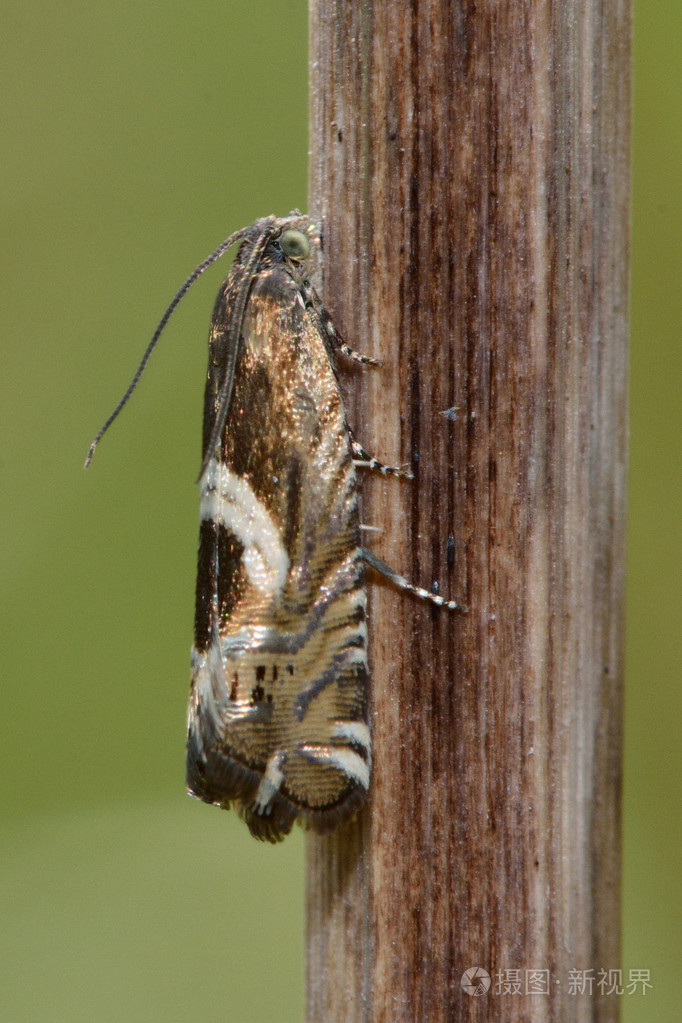 沙打jungiella卷蛾微蛾