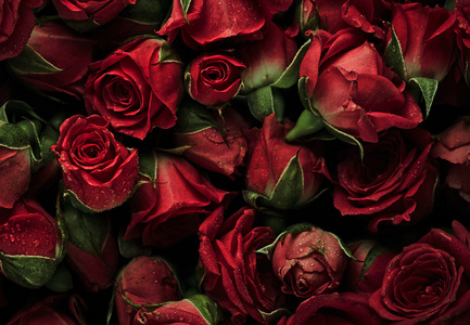美丽的玫瑰花儿图片