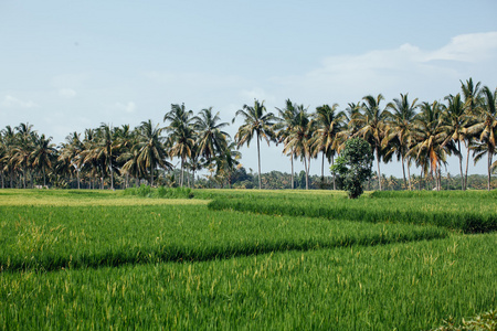 稻田中早期在印度尼西亚巴厘岛。在英国航空公司的椰子树