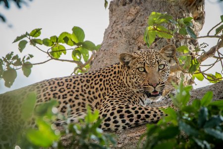豹子躺在一棵树在克鲁格国家公园