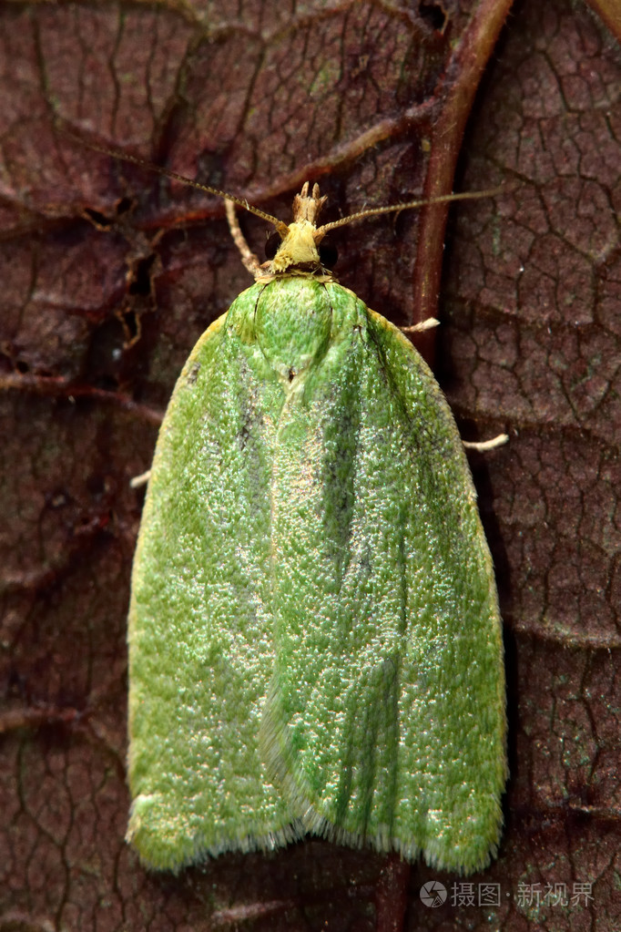 从上面的绿色橡木蛾蛾viridana微蛾