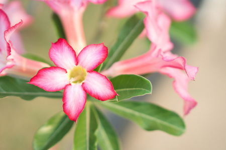 沙漠玫瑰鲜花