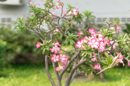 沙漠玫瑰鲜花