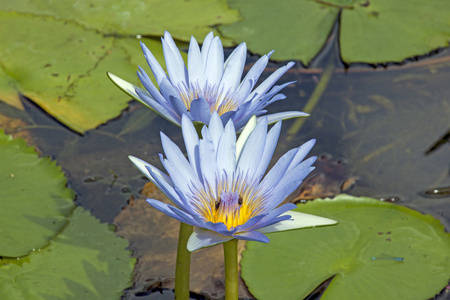 百合池塘中的淡蓝色莲花