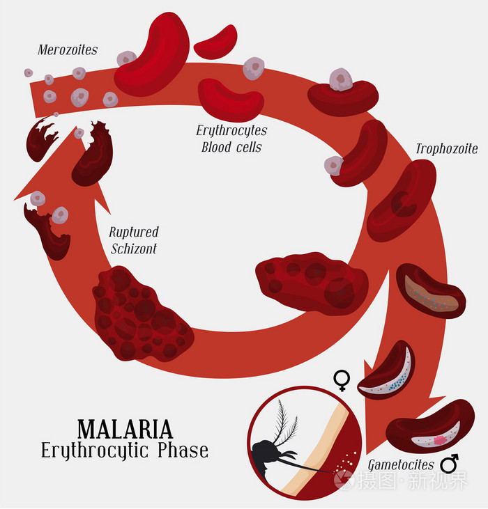 恶性疟原虫手绘图图片