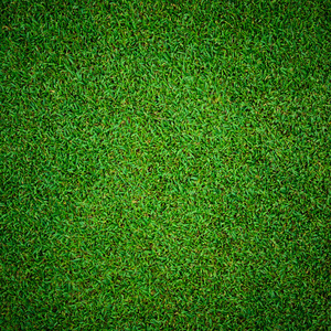 从高尔夫球场美丽的绿草图案背景