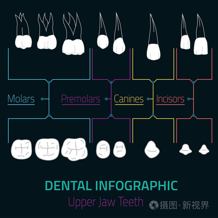 牙齿的信息图表矢量