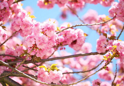春天开花。美丽的粉红色花朵。樱花