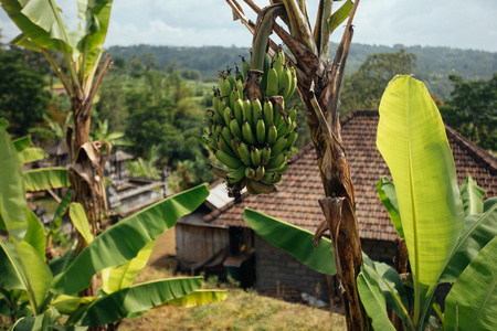 香蕉树上有一串香蕉。未成熟的香蕉，在丛林中