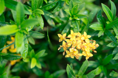 黄龙船花