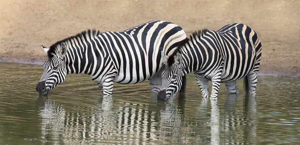 两个斑马站在小水池时喝的水