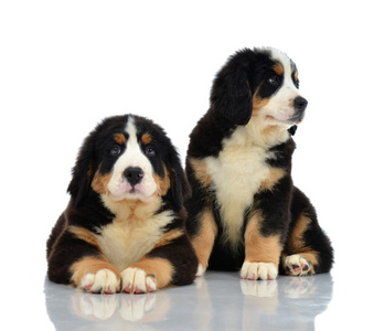 坐在两个甜 Berner Sennenhund 或 Bernese 山小狗