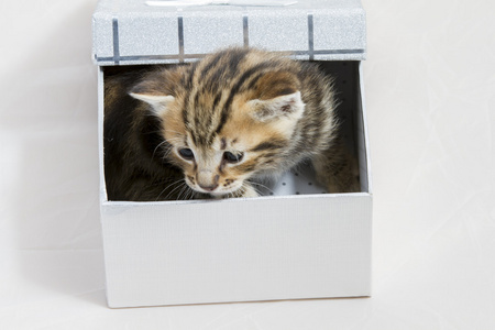 小小猫被困在一个礼品盒，可爱动物那甜美的面庞
