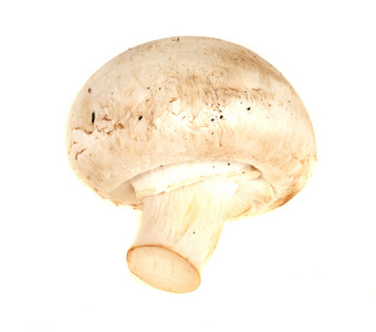 白色按钮蘑菇上孤立的白色背景