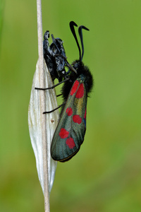 六斑伯内特 Zygaena filipendulae 后新兴