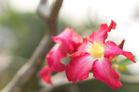 沙漠玫瑰鲜花