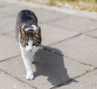 猫走在大街上