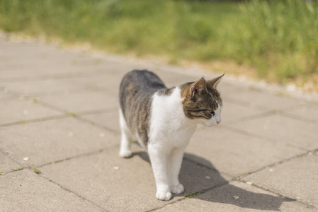 猫走在大街上