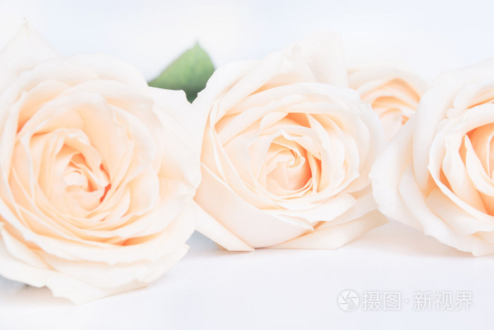 软丰满的米色玫瑰作为婚礼 neitral 背景。选择性的焦点
