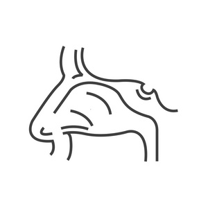 鼻前庭图片 鼻前庭素材 鼻前庭插画 摄图新视界