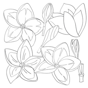 夏威夷雷花图片-夏威夷雷花素材-夏威夷雷花插画-摄图新视界