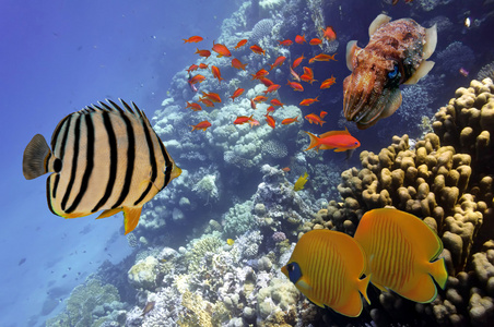 珊瑚礁和热带鱼在红海埃及