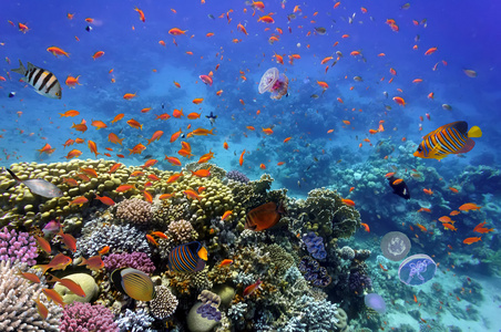 珊瑚礁和热带鱼在红海