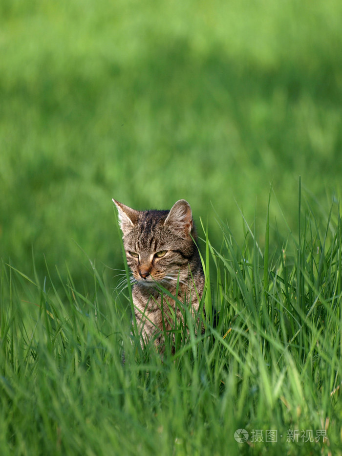 在绿色的猫