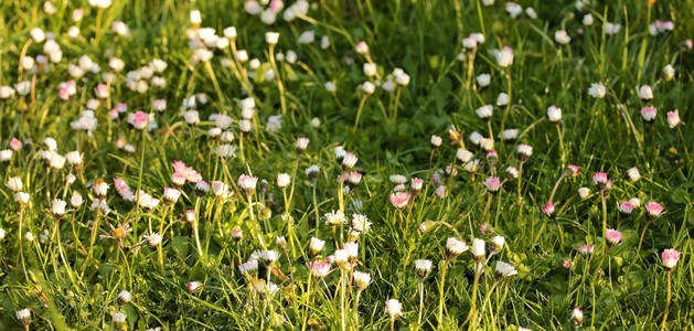 在一片草地中的雏菊
