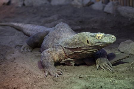 komodo龙varanus komodoensis。