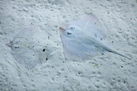 刺射线(拉贾克拉巴塔).照片