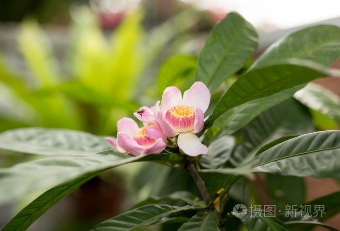 古斯塔维达格拉迪利玛迈尔斯花盛开