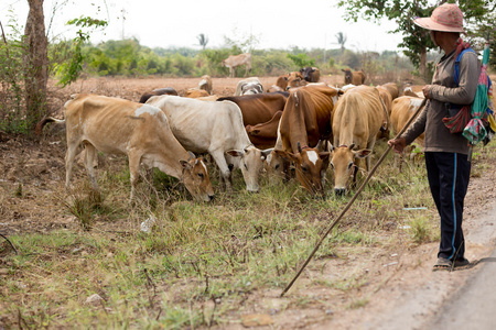身份不明的泰国农民与他在字段中吃草的牛