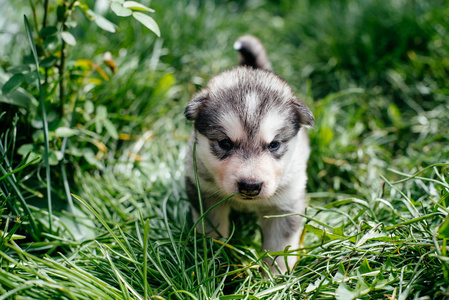 阿拉斯加雪橇犬的小狗