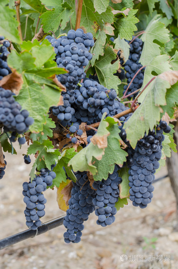 红葡萄串