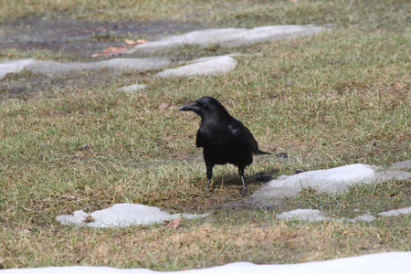 乌鸦Corvus Brachyrhynchos